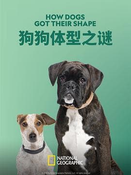 狗狗体型之谜海报